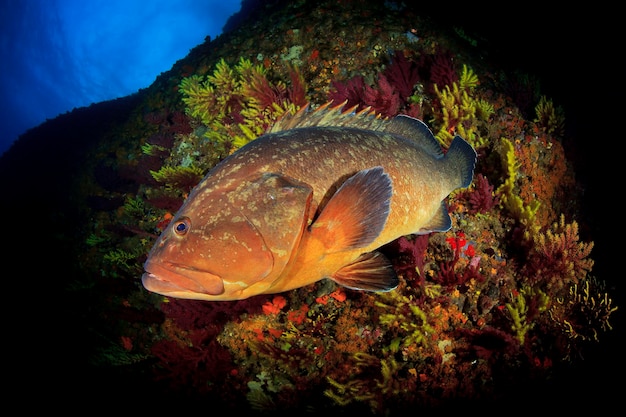 Medes Islands grouper