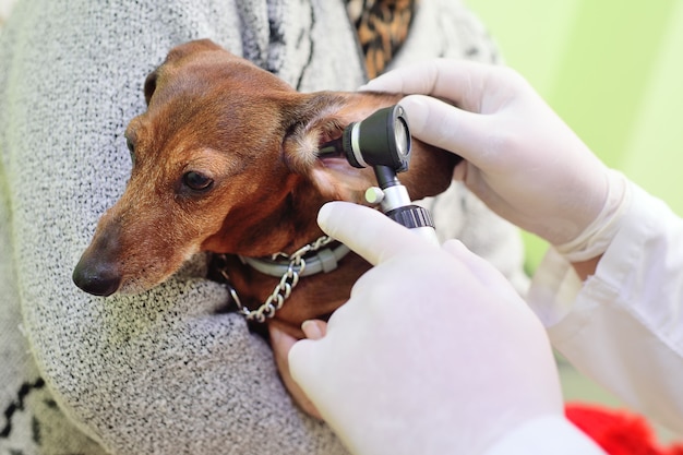 Medical examination of dog dachshunds in a veterinary clinic