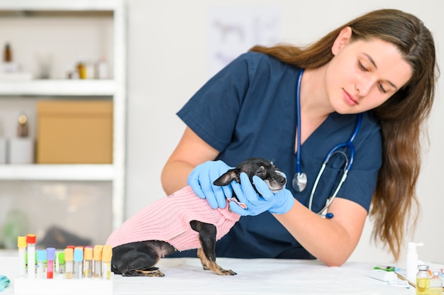 Medical insurance for pets cute dog is being treated by a vet doctor at veterinarian clinic