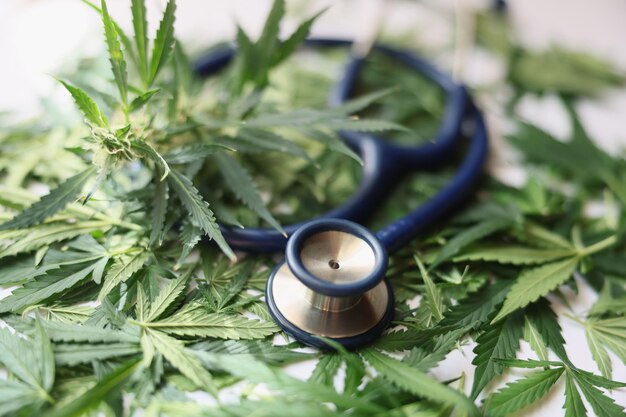 Medical stethoscope lying on green leaves of marijuana closeup