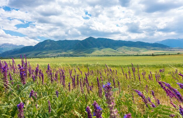 Medicinal flowers field with mountains and blue sky on the background