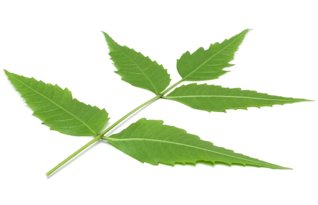 Medicinal herbal Neem leaves used in ayurvedic alternative herbal medicine over white background