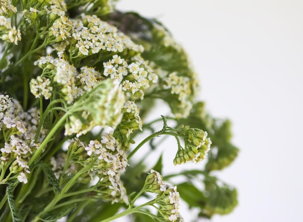 Medicinal herbs Bright summer flowers Yarrow plant