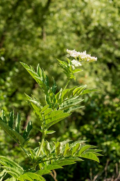 The medicinal herbs Dwarf elder Sambucus ebulus closeup