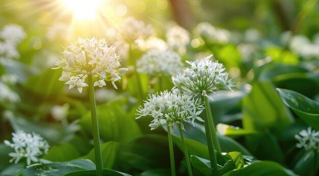 Medicinal herbs plants Close up of blooming wild garlic Allium ursinum in forest or garden in spring