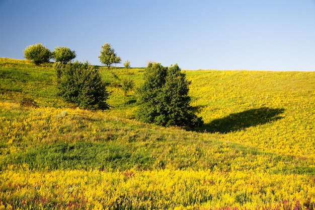 Medicinal herbs with yellow flowers Hypericum herb or shrub with characteristic yellow fivepetal flowers and paired oval leaves used in medicinal preparations for the treatment of various disorders