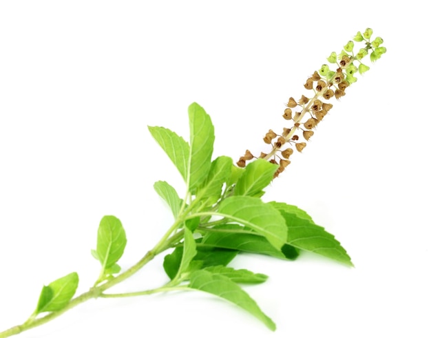 Medicinal holy basil or tulsi leaves over white