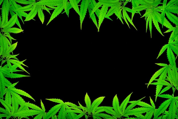 Medicinal marijuana leaf frame on black background