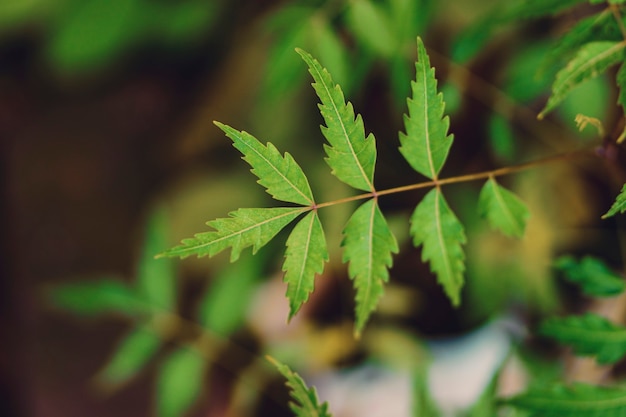 Medicinal neem leaf at agriculture field.