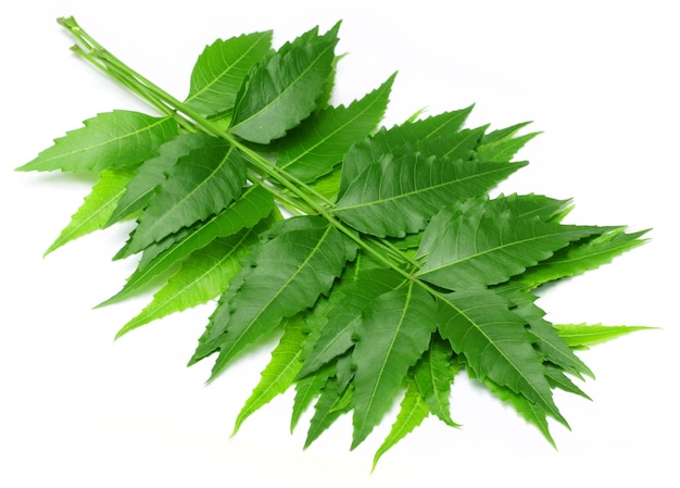 Medicinal neem leaf over white background