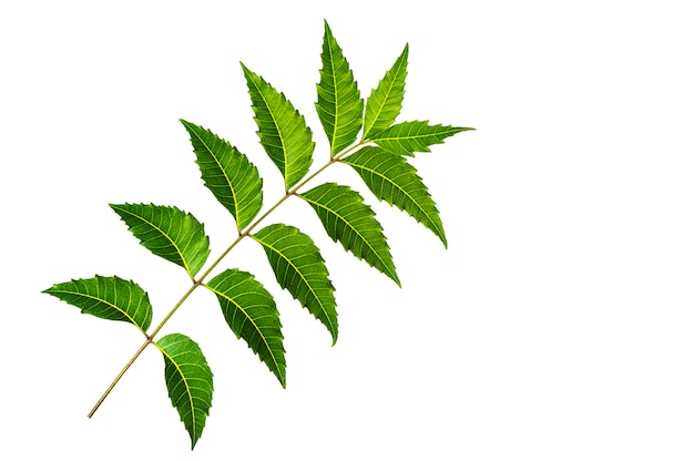 Medicinal neem leaf on white surface. Azadirachta indica.