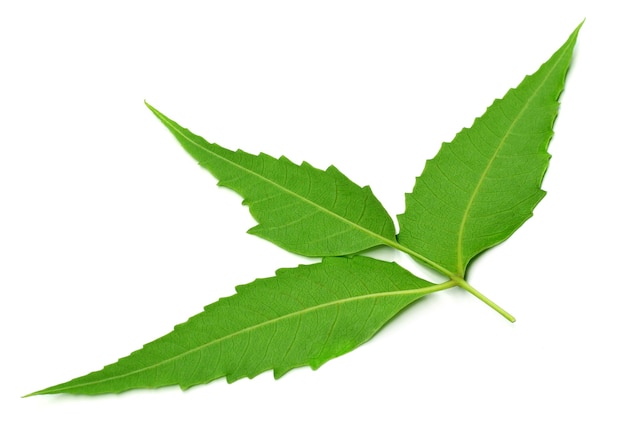 Medicinal neem leaves over white background