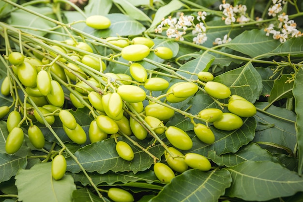 Medicinal neem leaves with fruits 