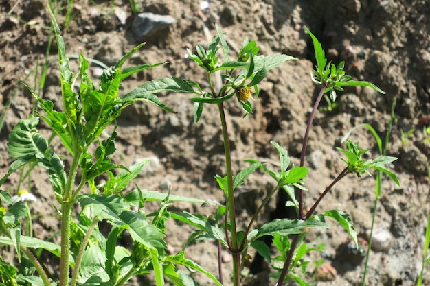 Medicinal plant bur beggar-ticks, tripartite bur-marigold (Bídens tripartíta)