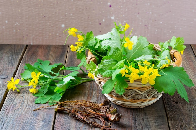 Medicinal plant Celandine for herbal medicine