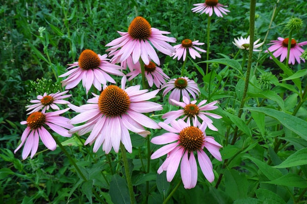 Medicinal plant echinacea purpurea. Echinacea flowers in green foliage. Pink wildflowers close-up.