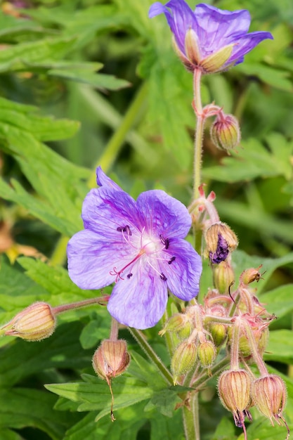 Medicinal plant Meadow geranium Geranium pratense