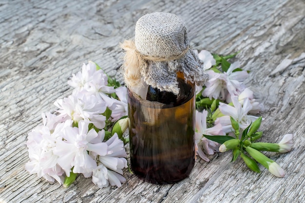 Medicinal plant Saponaria officinalis and pharmaceutical bottle