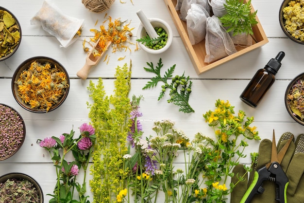 Medicinal plants bowls of dry medicinal herbs tea bags bottle of essential oil pruner and gloves