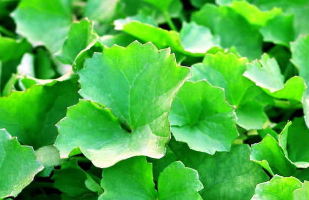 Medicinal thankuni leaves of Indian subcontinent