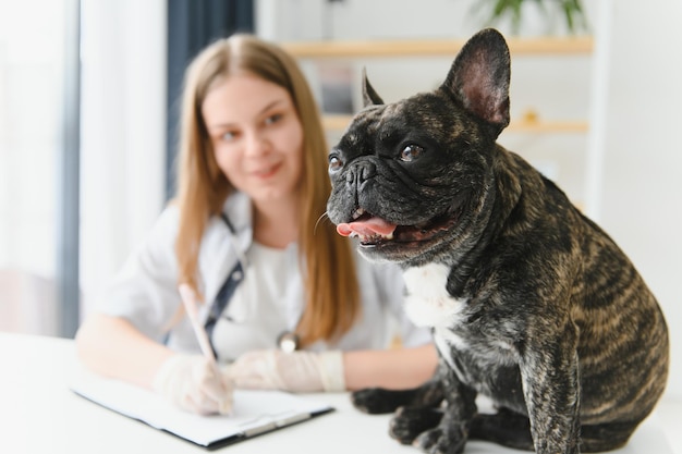 Medicine pet care and people concept close up of french bulldog dog and veterinarian doctor hand at vet clinic