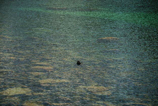 Meditative ripple of mountain lake. Beautiful relaxing background of stony bottom in turquoise transparent water of glacial lake in sunlight. Sunny backdrop with many stones in green clear water.