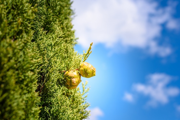 Mediterranean Cypress foliage and cones