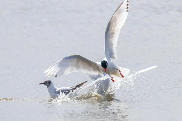 Mediterranean gull flying over the water