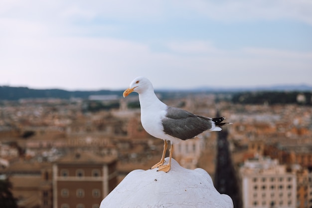 Photo mediterranean gull seating on roof of vittoriano in rome, italy. summer background with sunny day and blue sky