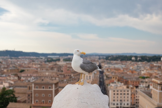 Photo mediterranean gull seating on roof of vittoriano in rome, italy. summer background with sunny day and blue sky