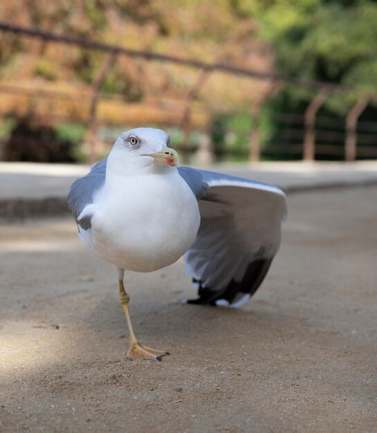 The Mediterranean gull spread its wing Silver Gull Large sea bird Klusha