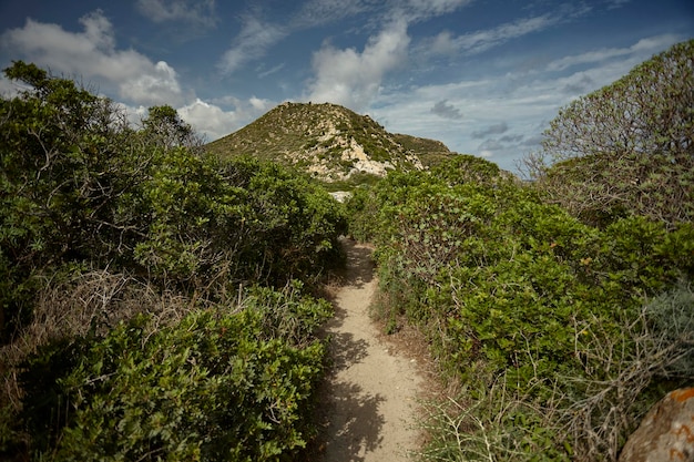 Mediterranean scrub detail