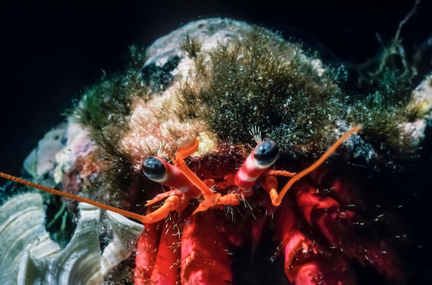 Photo mediterranean sea, u.w. photo, hermit crab (eupagurus bernhardus) - film scan