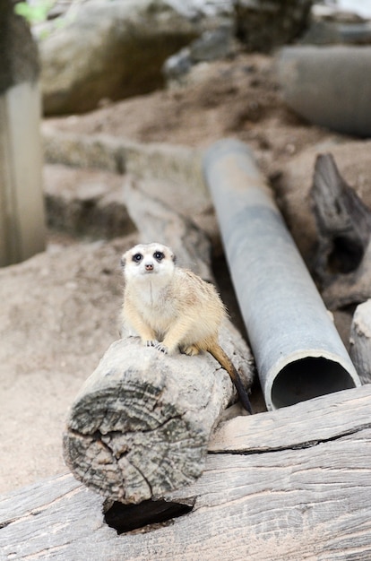 A meerkat alive in the zoo