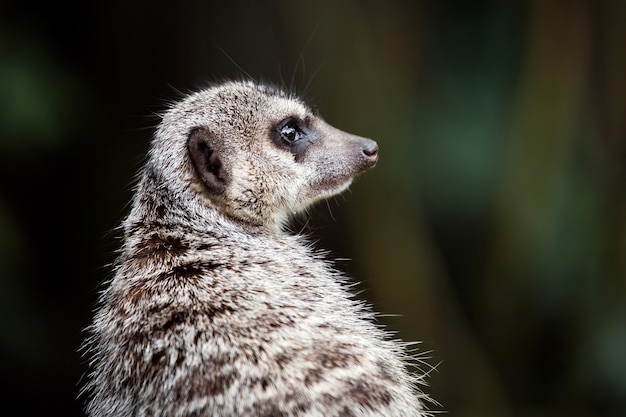 Meerkat animal close up view