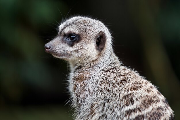 Meerkat animal in the jungle