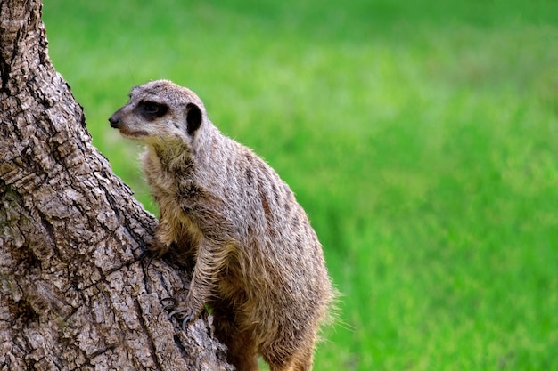 Meerkat on a background of green grass Animal theme copy space