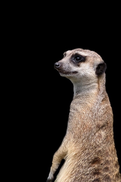 Meerkat on a black background