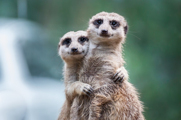 Meerkat friends hugging each other and showing love 