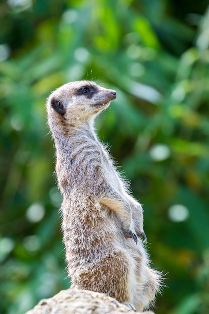 Photo a meerkat looking at the camera with a green background.