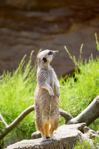 Photo a meerkat looking into the distance