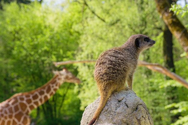 Photo meerkat on the lookout with giraffe in the background