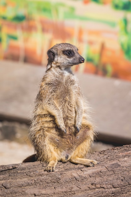 Meerkat sits on tree trunk