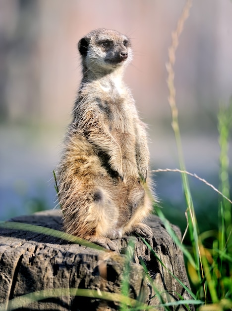 A meerkat standing upright and looking alert