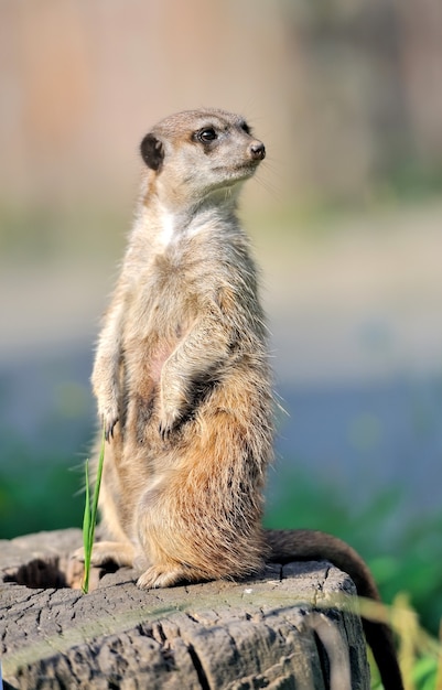 A meerkat standing upright and looking alert