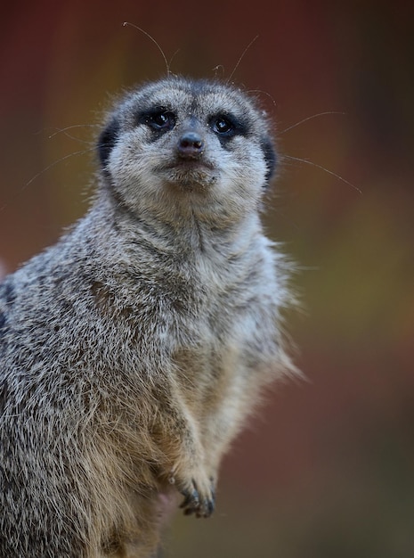 A meerkat stands and looks ahead on a spring day