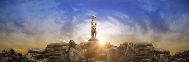 meerkat at sunset 3d rendering