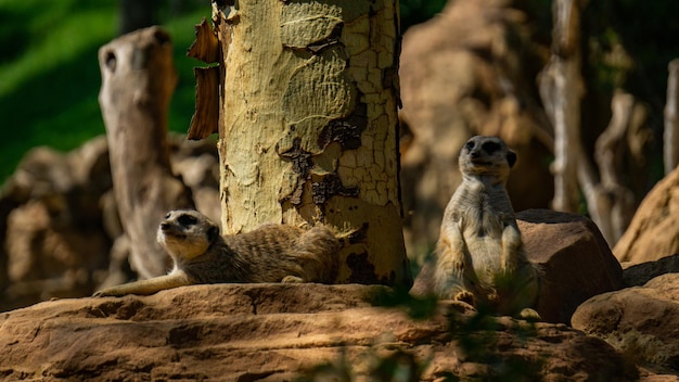 Meerkats sunbathing