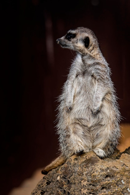 Meerkats - Suricata suricatta. It is a species of carnivorous mammal of the Herpestidae family.