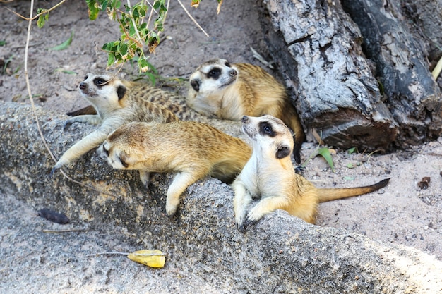 Meerkats in a zoo.